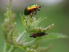 Hårmygg (Bibionidae)