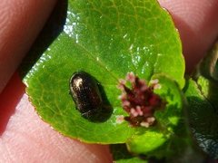 Bladbiller (Chrysomelidae)