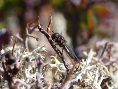 Urteblomsterfluer (Cheilosia)