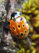 Marihøner (Coccinellidae)