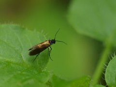 Micropterix mansuetella