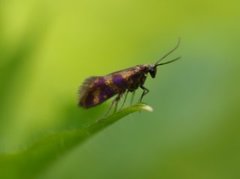 Micropterix tunbergella