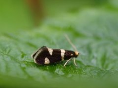 Incurvaria praelatella