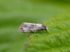 Svevepraktvikler (Cochylis dubitana)