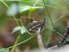 Furumåler (Bupalus piniaria)