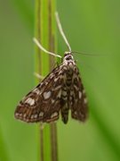 Flekkdammott (Elophila nymphaeata)