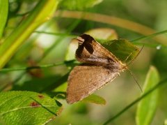 Brun buemåler (Macaria brunneata)