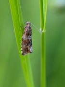 Engprydvikler (Celypha cespitana)