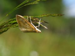 Knoppurtengmott (Paratalanta hyalinalis)