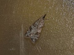 Junimosemott (Scoparia ambigualis)