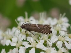 Glyphipterix haworthana