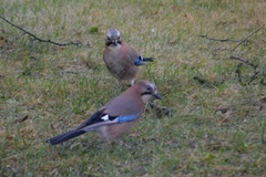 Nøtteskrike (Garrulus glandarius)