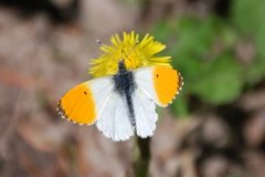 Aurorasommerfugl (Anthocharis cardamines)