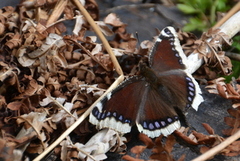 Sørgekåpe (Nymphalis antiopa)