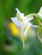 Grov nattfiol (Platanthera chlorantha)