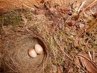 Rødstrupe (Erithacus rubecula)