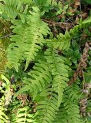 Sisselrot (Polypodium vulgare)