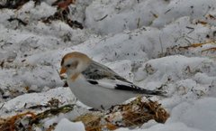 Snøspurv (Plectrophenax nivalis)