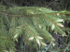 Gran (Picea abies)