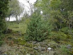 Einer (Juniperus communis)