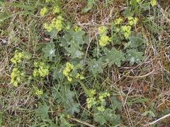 Marikåpe (Alchemilla sp.)