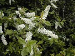 Hegg (Prunus padus)