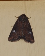 Brunt sumpfly (Helotropha leucostigma)