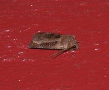 Kobberfly (Chersotis cuprea)