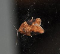 Buskflatvikler (Acleris laterana)