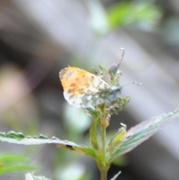 Aurorasommerfugl (Anthocharis cardamines)