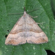 Neslenebbfly (Hypena proboscidalis)