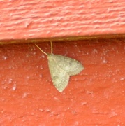 Buskengmott (Udea prunalis)