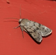 Lyst klippefly (Epipsilia grisescens)