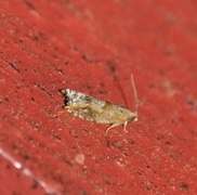 Perikumvikler (Lathronympha strigana)