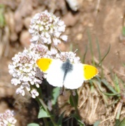 Aurorasommerfugl (Anthocharis cardamines)