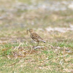 Heipiplerke (Anthus pratensis)