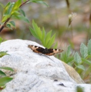 Neslesommerfugl (Aglais urticae)