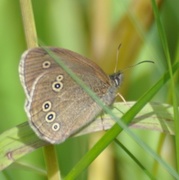 Gullringvinge (Aphantopus hyperantus)