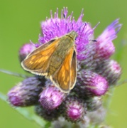 Engsmyger (Ochlodes sylvanus)