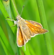 Engsmyger (Ochlodes sylvanus)