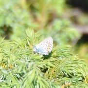 Idasblåvinge (Plebejus idas)