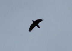 Ravn (Corvus corax)