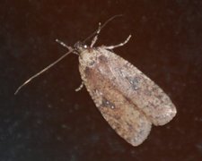 Agonopterix heracliana