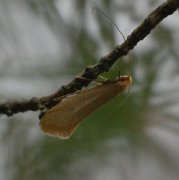 Nematopogon swammerdamella