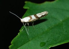 Argyresthia sorbiella