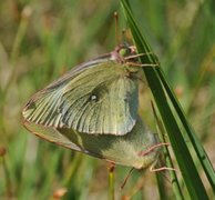 Myrgulvinge (Colias palaeno)