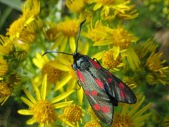 Seksflekket bloddråpesvermer (Zygaena filipendulae)