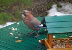 Nøtteskrike (Garrulus glandarius)