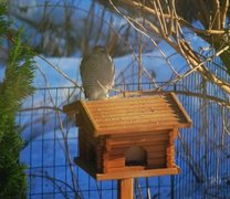 Hønsehauk (Accipiter gentilis)