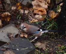 Nøtteskrike (Garrulus glandarius)